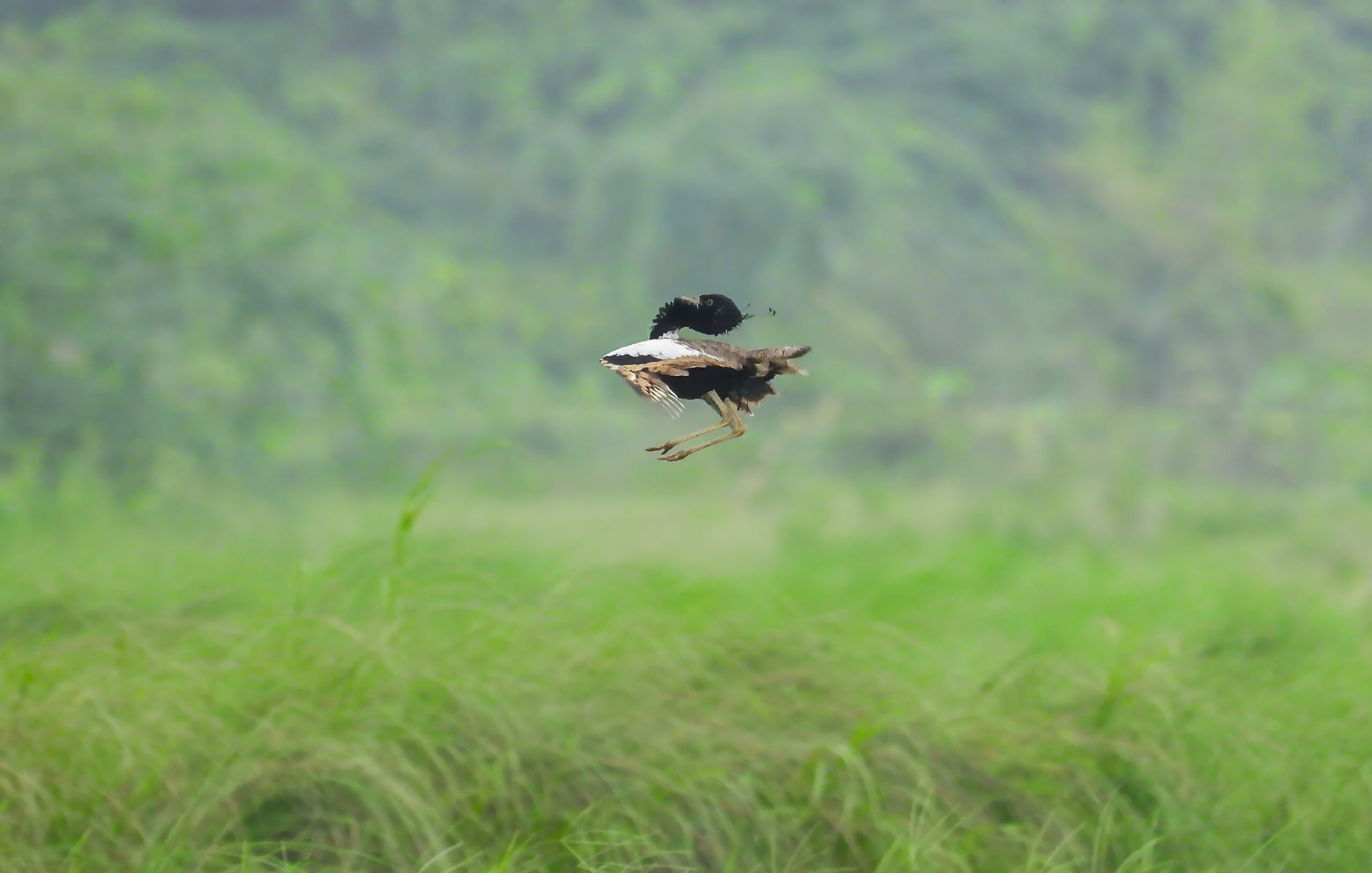 Lesser florican