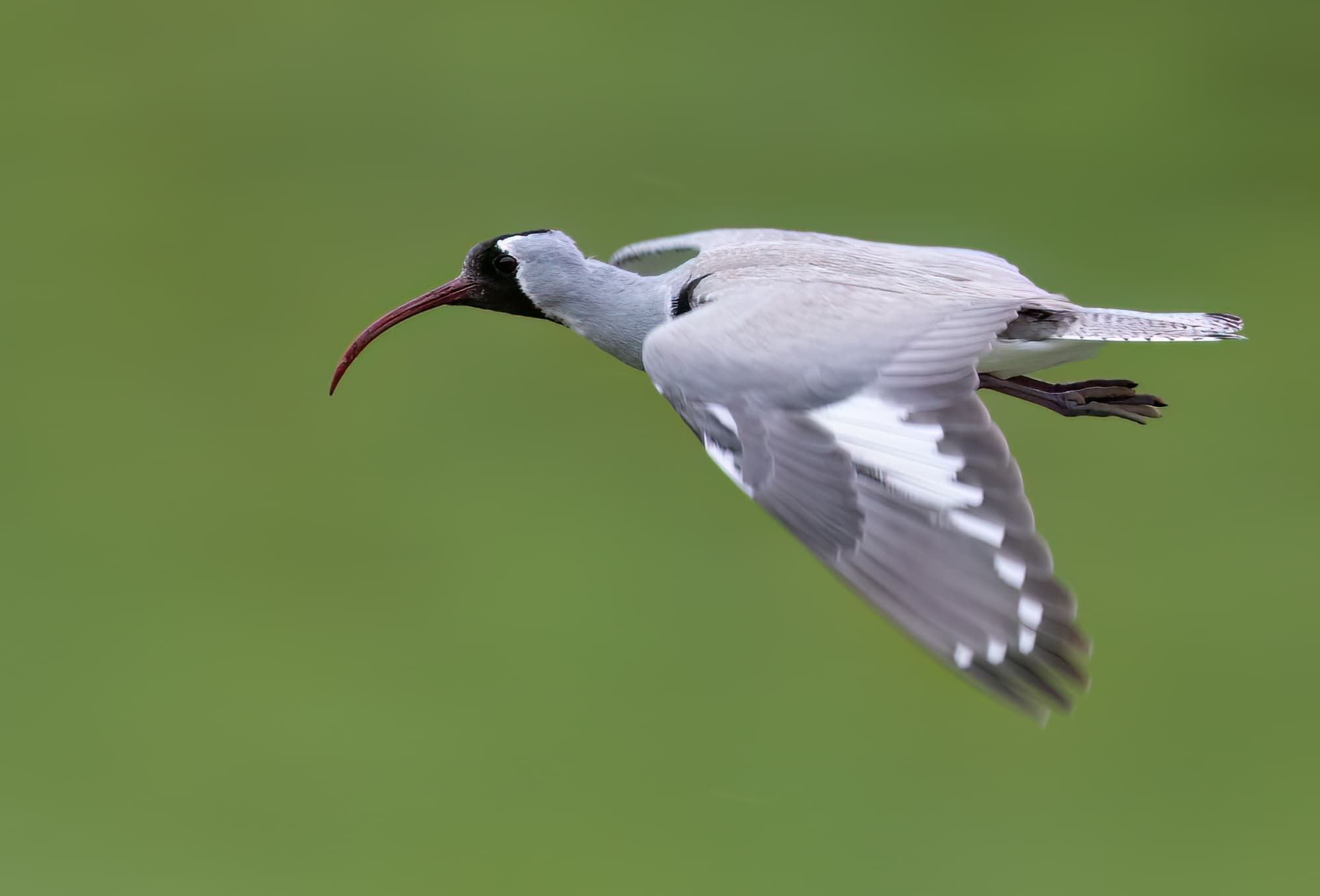 ibisbill