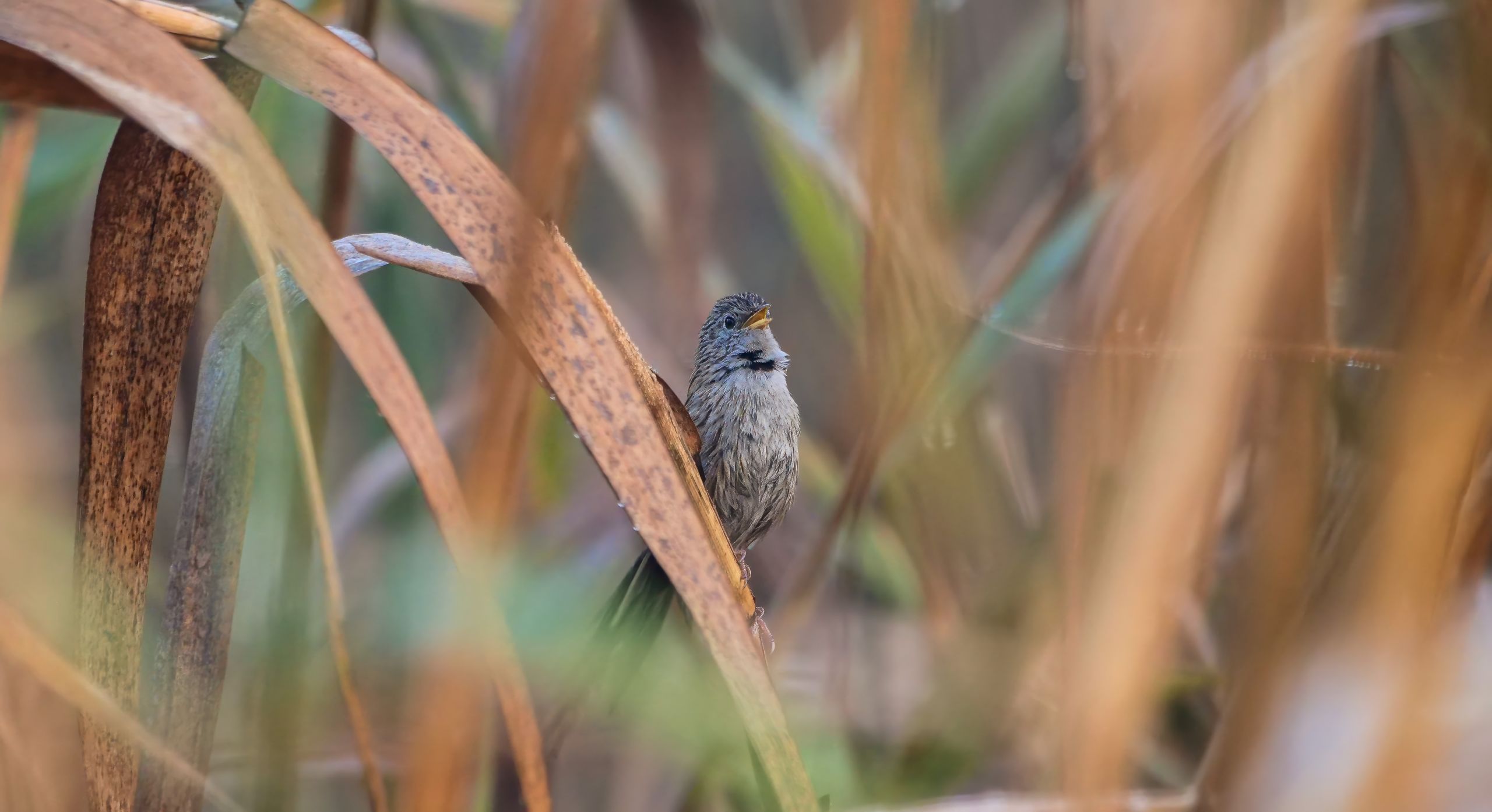 Rufous Vented Grassbird compresd