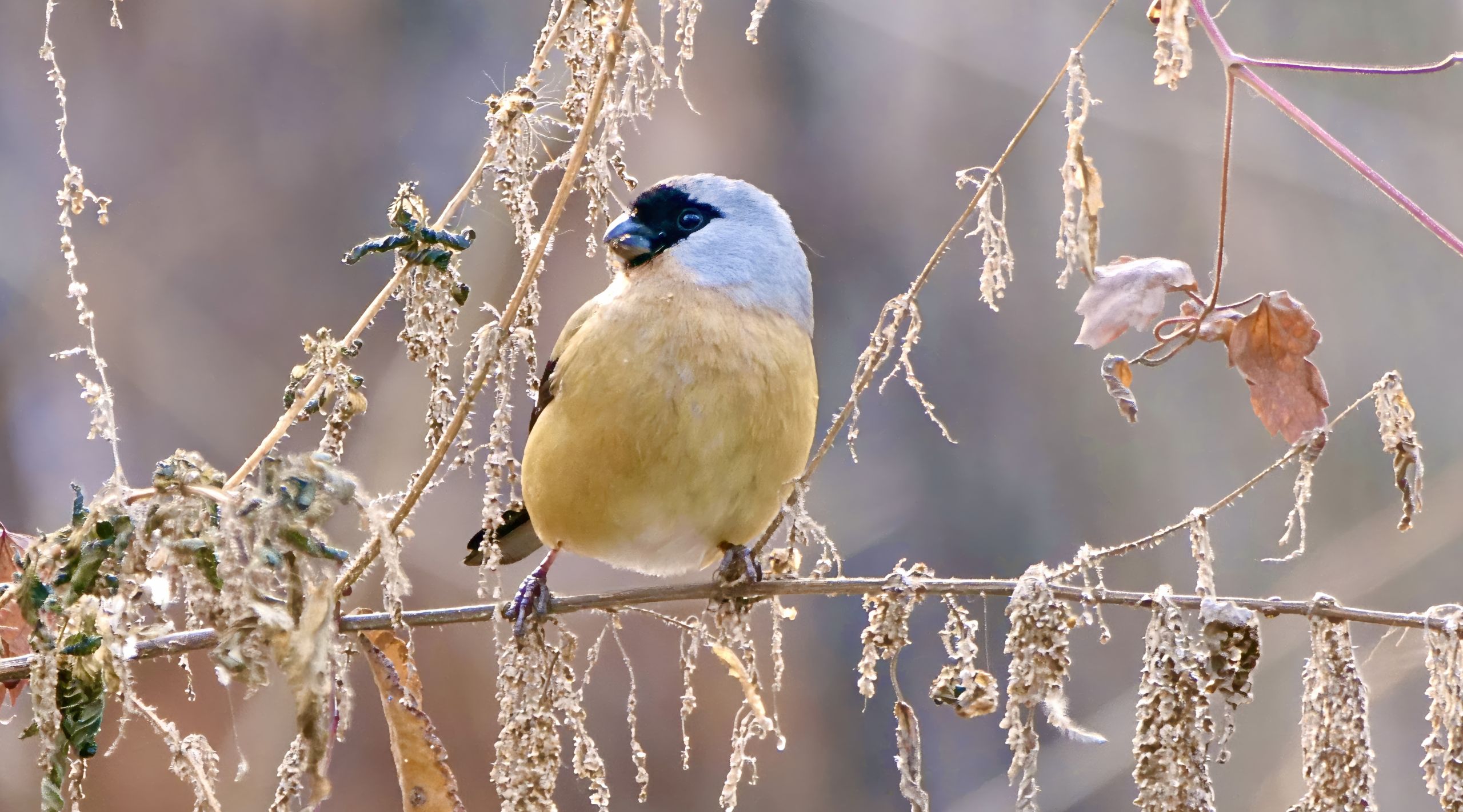 orange bullfinch9