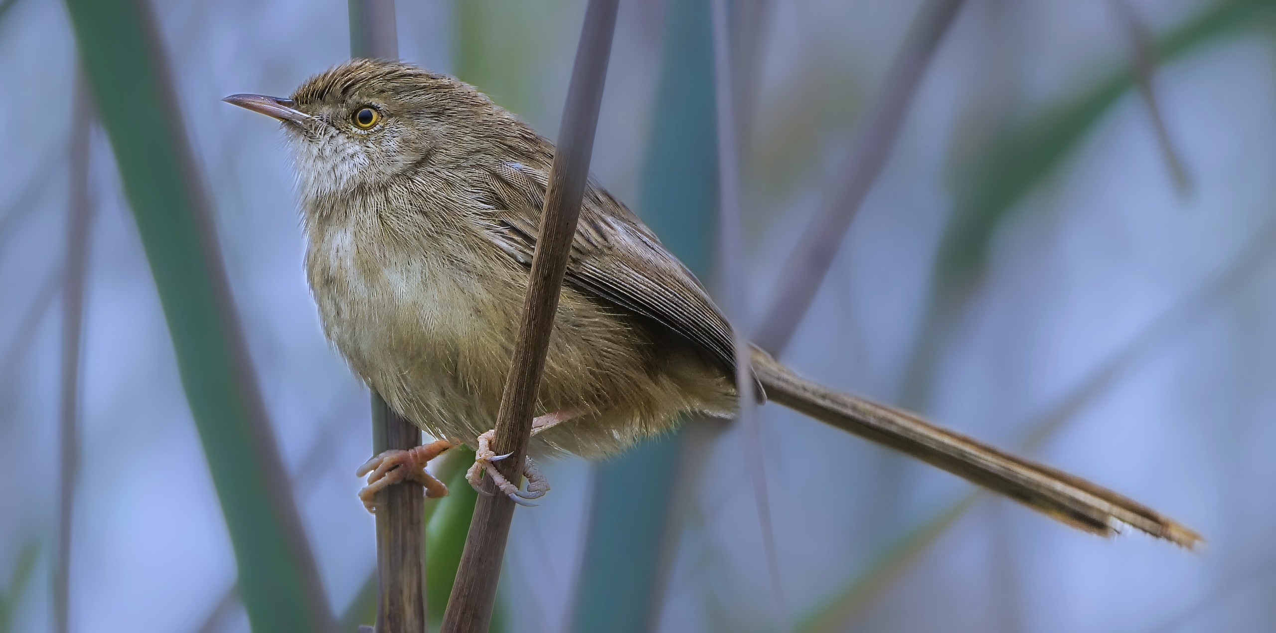 prinia