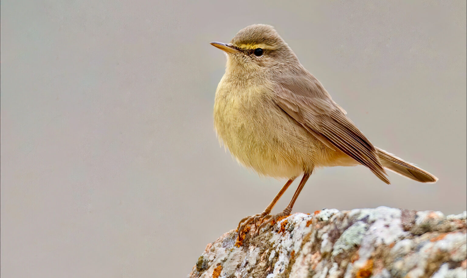 sulpher bellied warbler