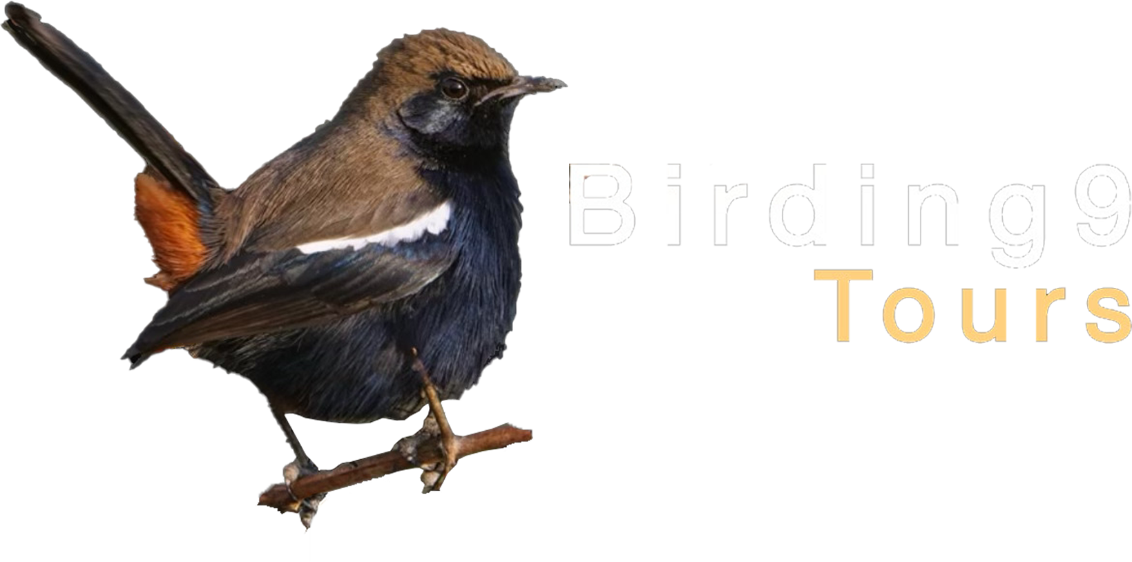 Birding9