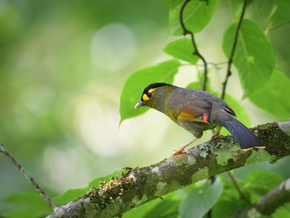 Bugun Liocichla - Birding in Arunachal Pradesh | Birding9