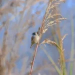 Birding9 Tours